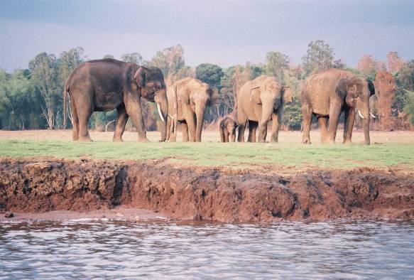 elephants at Kabini